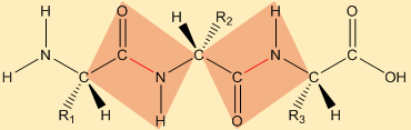 The amide planes