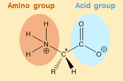 Amino acid at pH 7