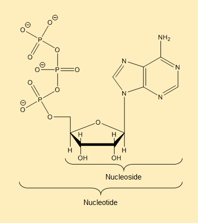 A molecule of adenosine triphosphate