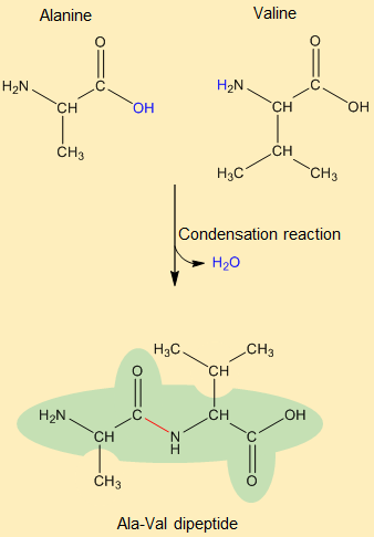 Condensation reaction between alanine and valine yielding a dipeptide