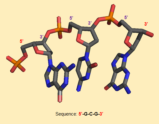 Short stretch of DNA highlighting the directionality of the molecule