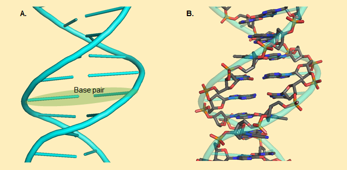 The DNA double helix