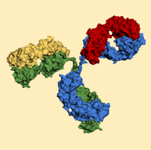 Antibody quaternary structure