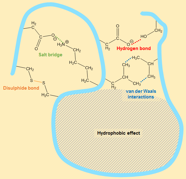 Tertiary structure