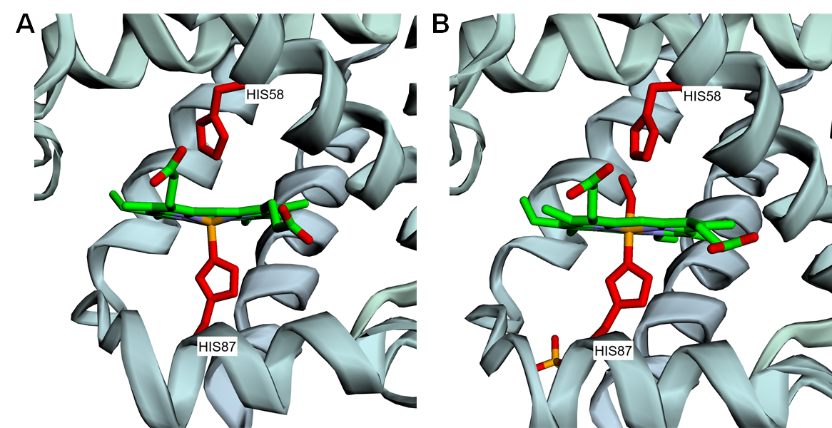 Heam from PDB 2HHB and PDB 1HHO