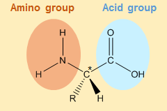 Amino acid