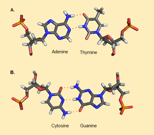 AT and CG base pairs