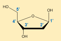 Deoxyribose