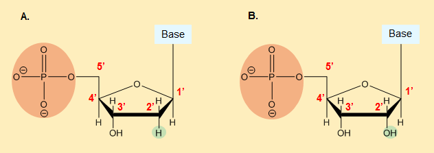 Nucleotides